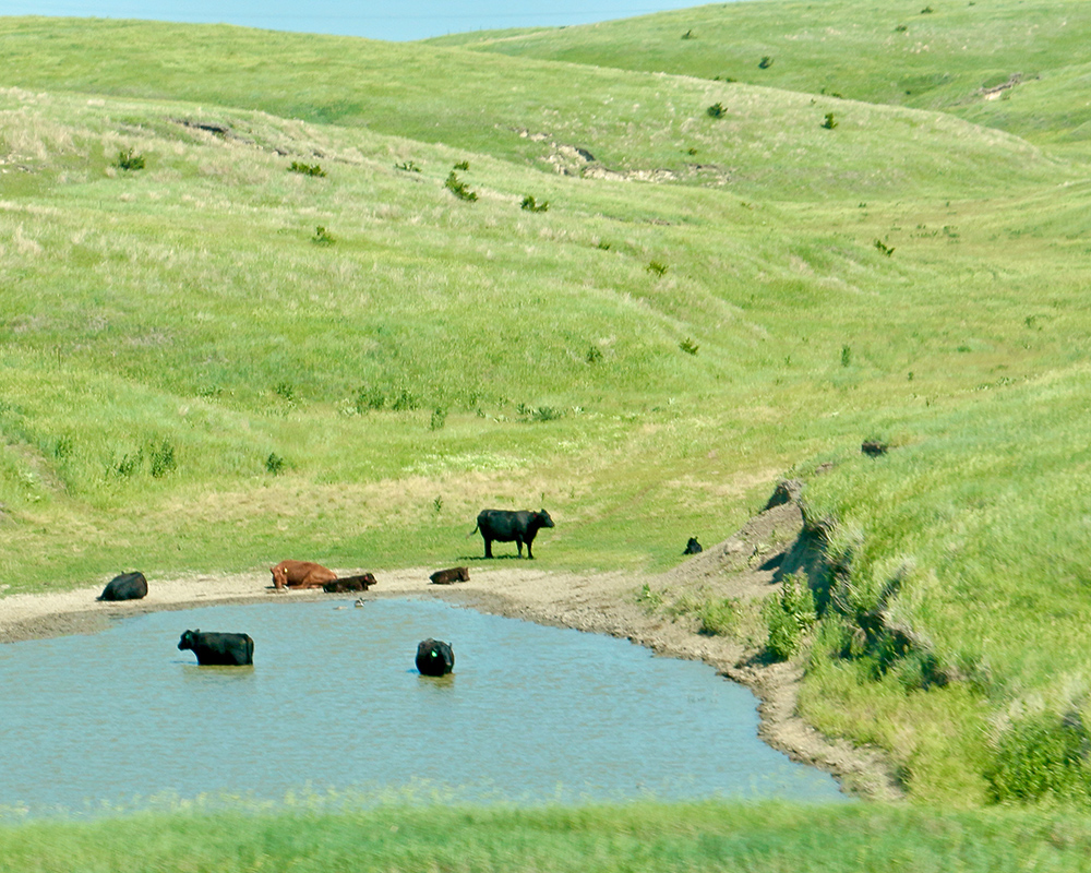 Nebraska Cattle