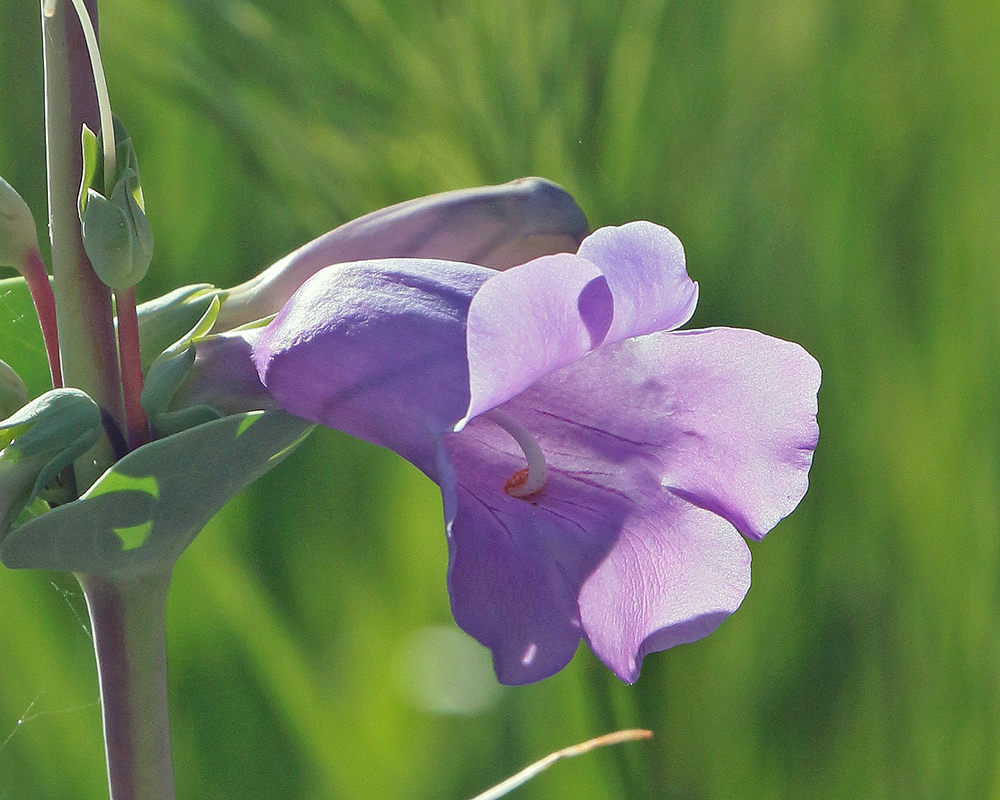 Penstemon in Chadron