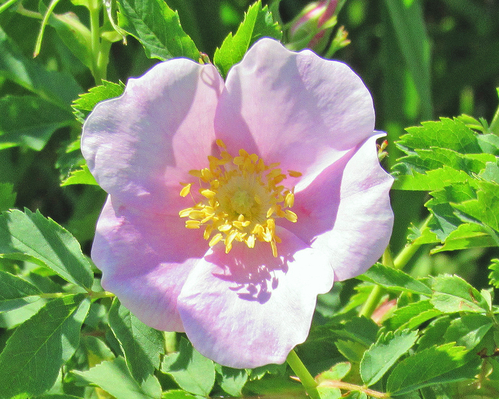 Prairie Roses Chadron