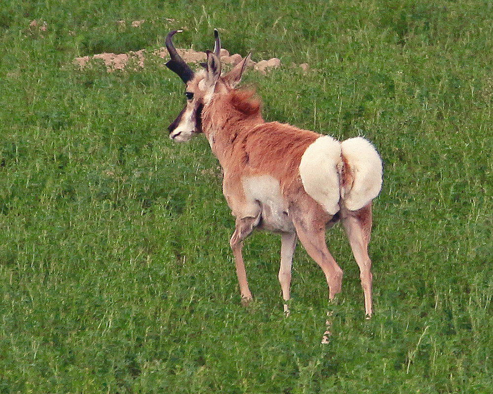 Pronghorn along Route 13