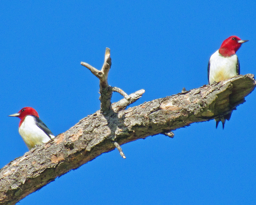 Red-Headed Woodpeckers Chadron