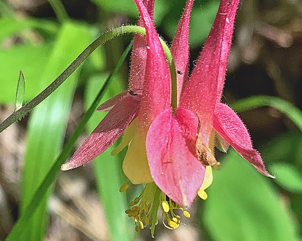 Red Columbine