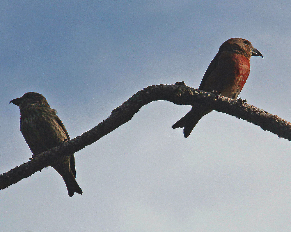 Red Crossbill Loxia curvirostra