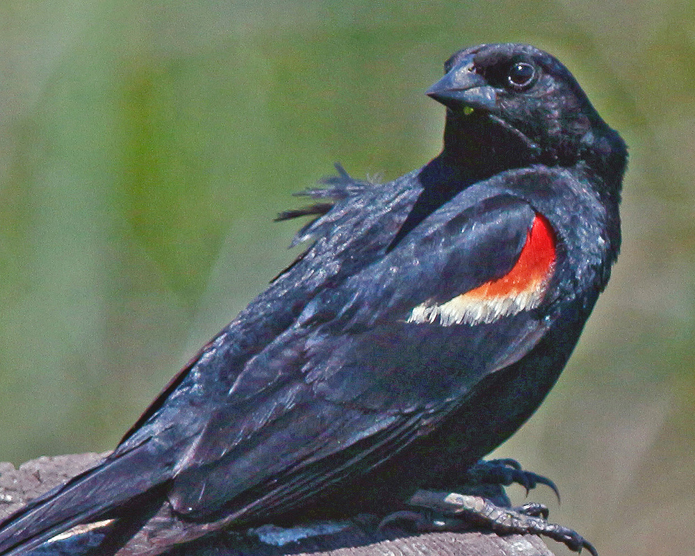 Redwing on Fencepost