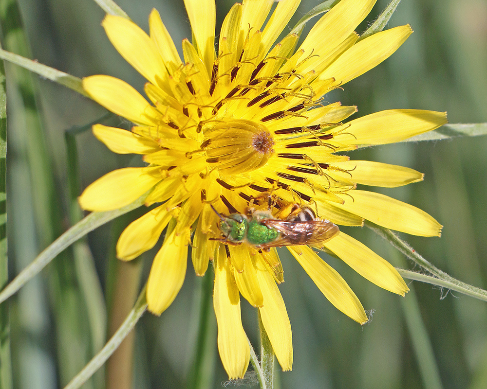 Salsify with Green Bee