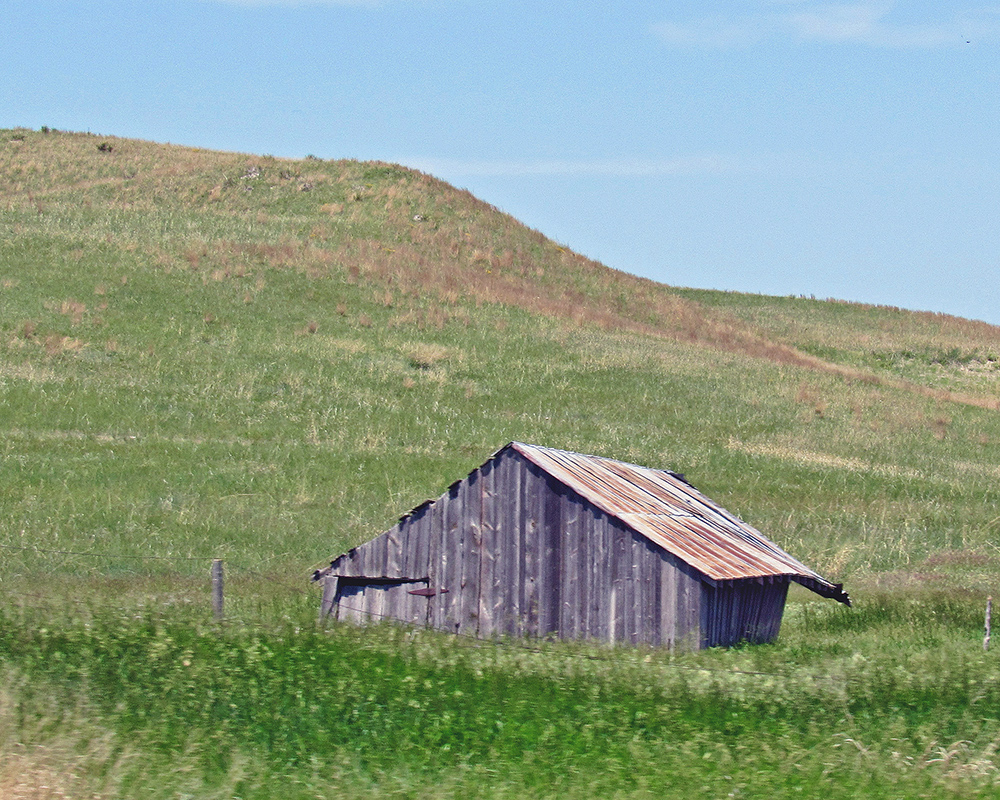 Sandhill Landscape