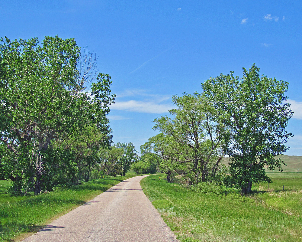 Sandhill Trees