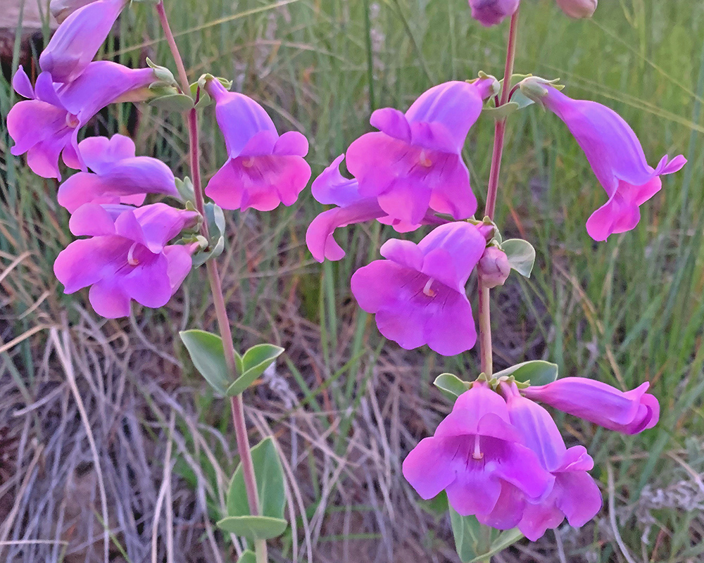 Shell-Leaf Penstemon