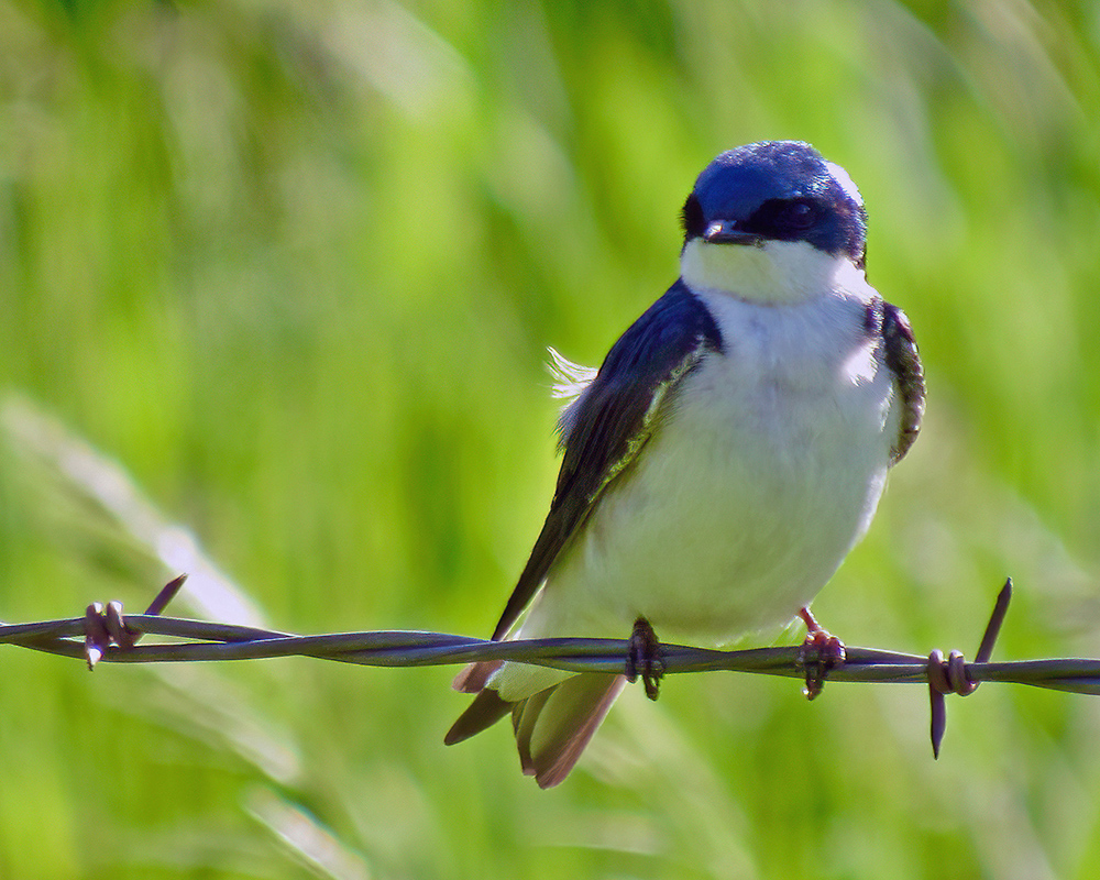 Swallow in Chadron