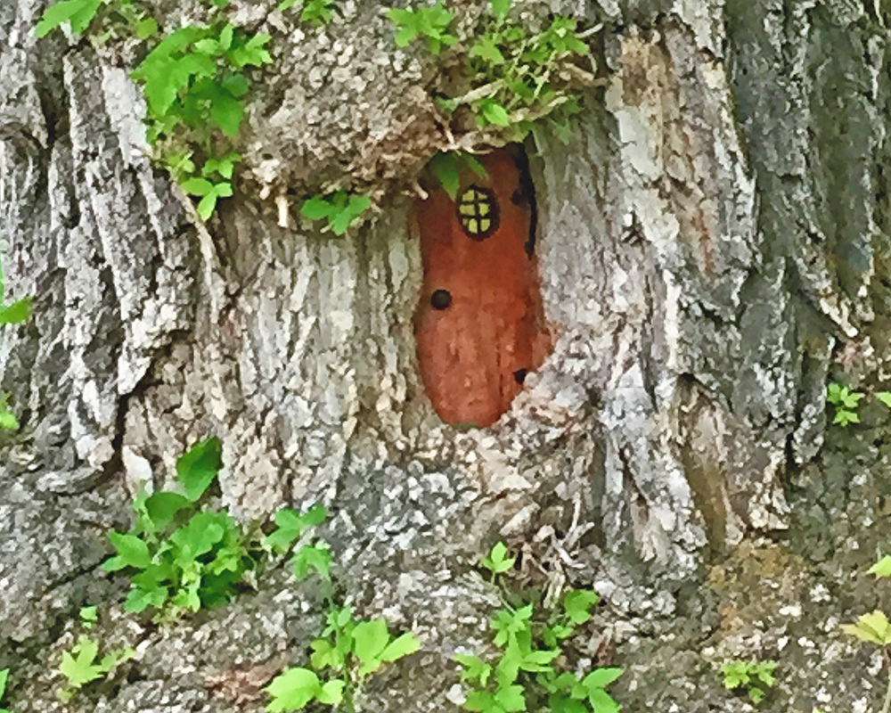 Tree in Ayres Park