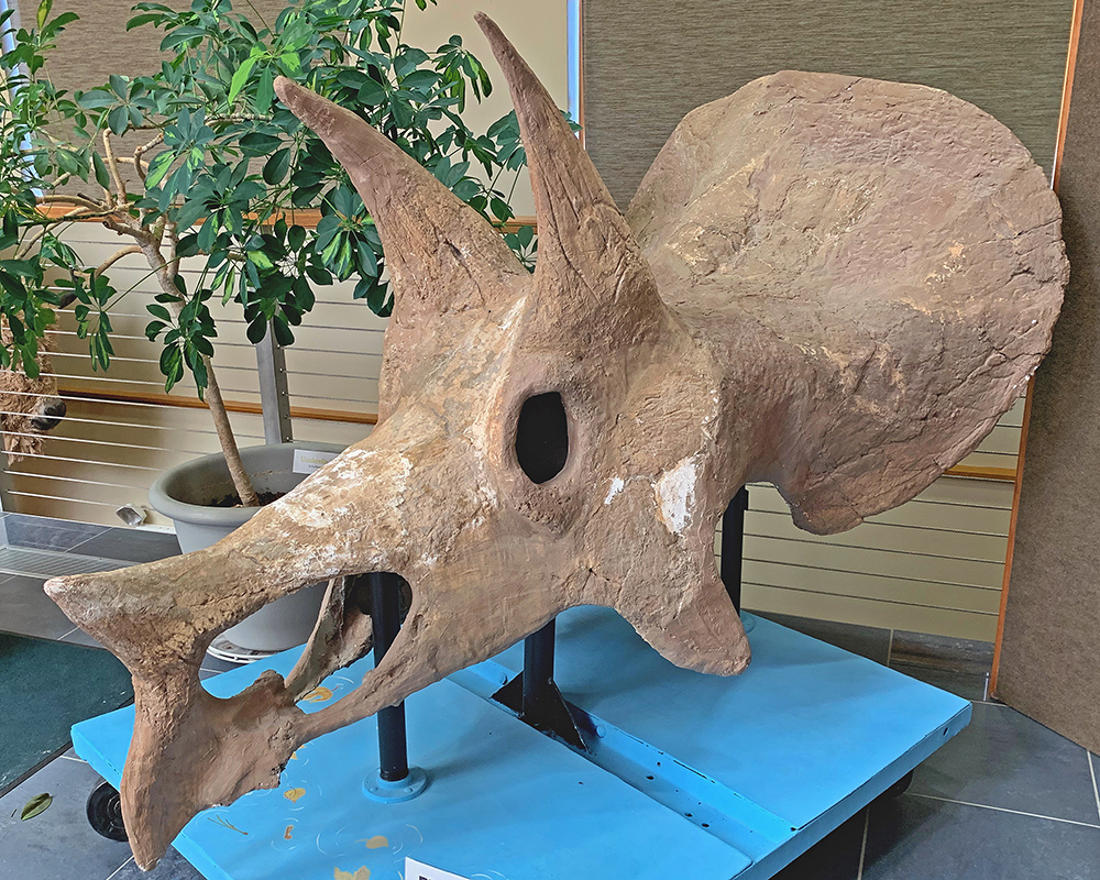 Triceretops Skull CSC