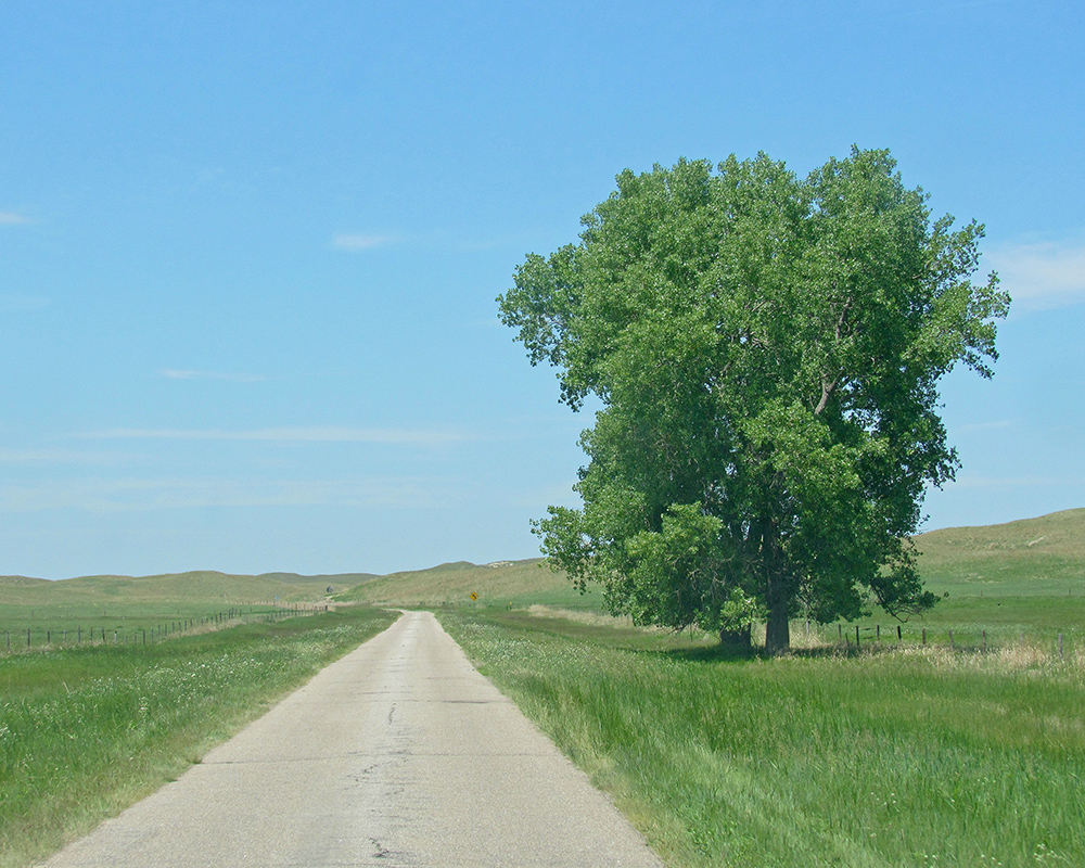 Two Trees along Brownlee