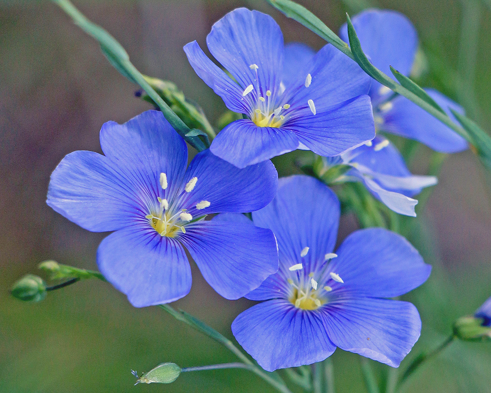 Wild Blue Flax