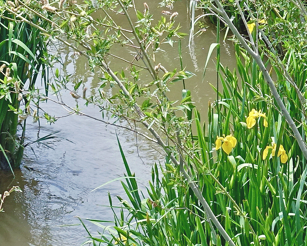 Yellow Flag Iris along Niobrara
