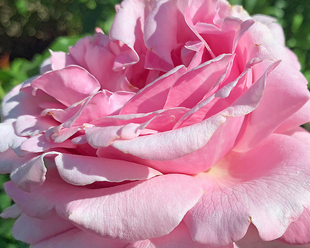 Pink, Orange, Yellow Rose.