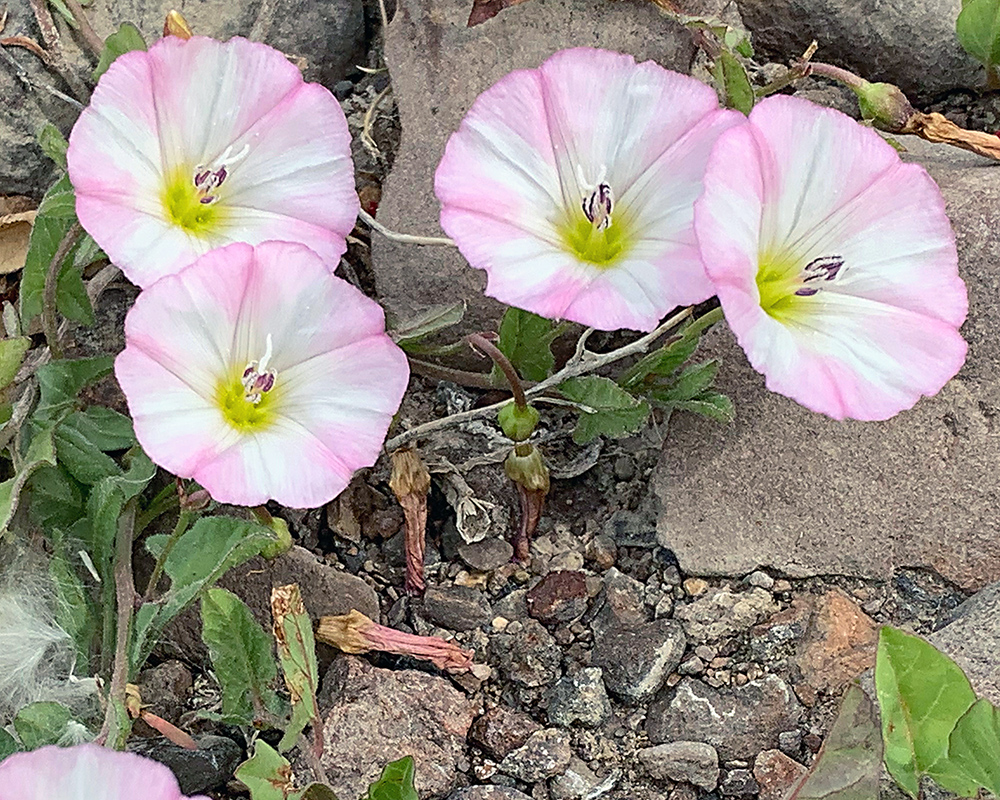 Morning view of buttercup in the campground at Bully Creek Reservoir.