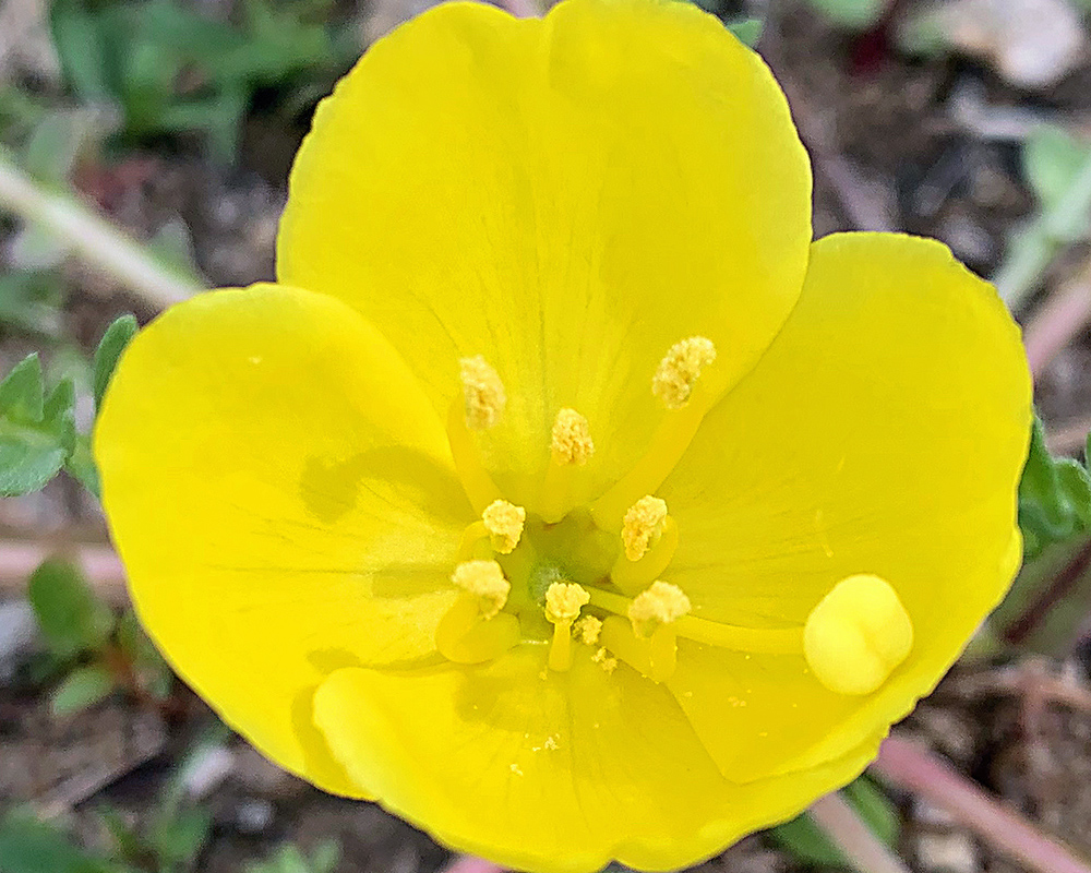 Morning view of buttercup in the campground at Bully Creek Reservoir.