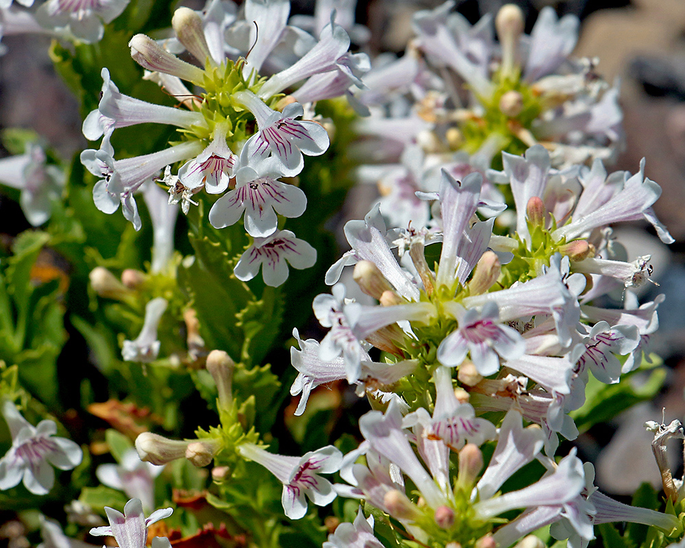 Flowers in Craters of the Moon