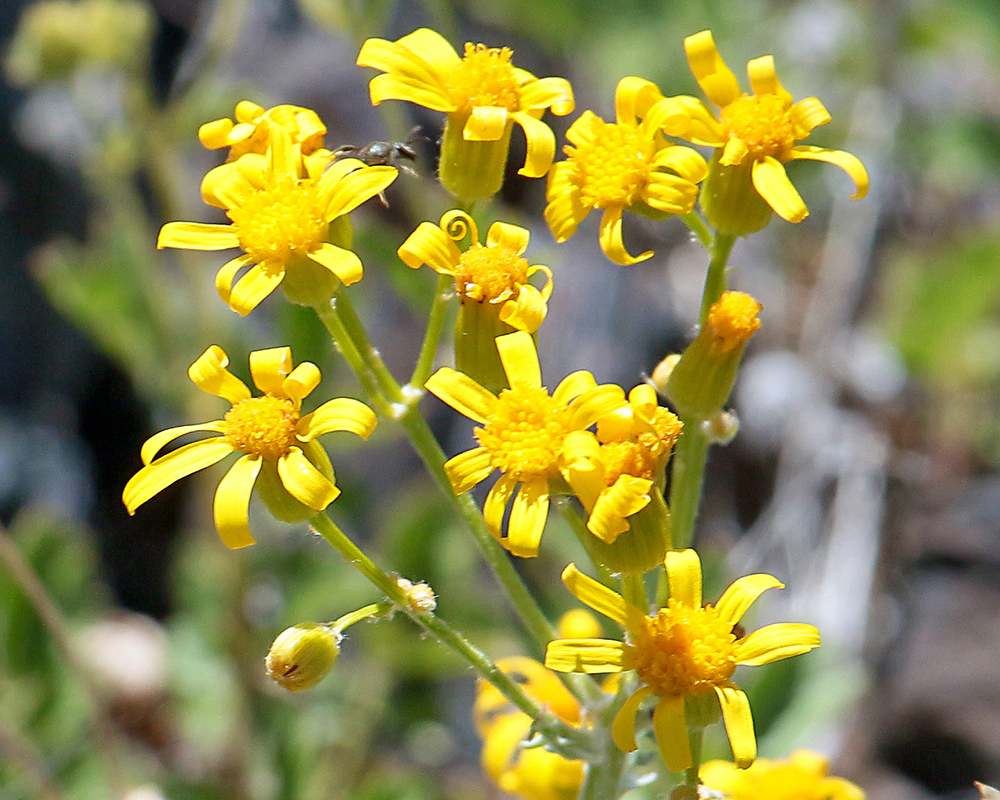 Groundsel has yellow flowers at Craters of the Moon