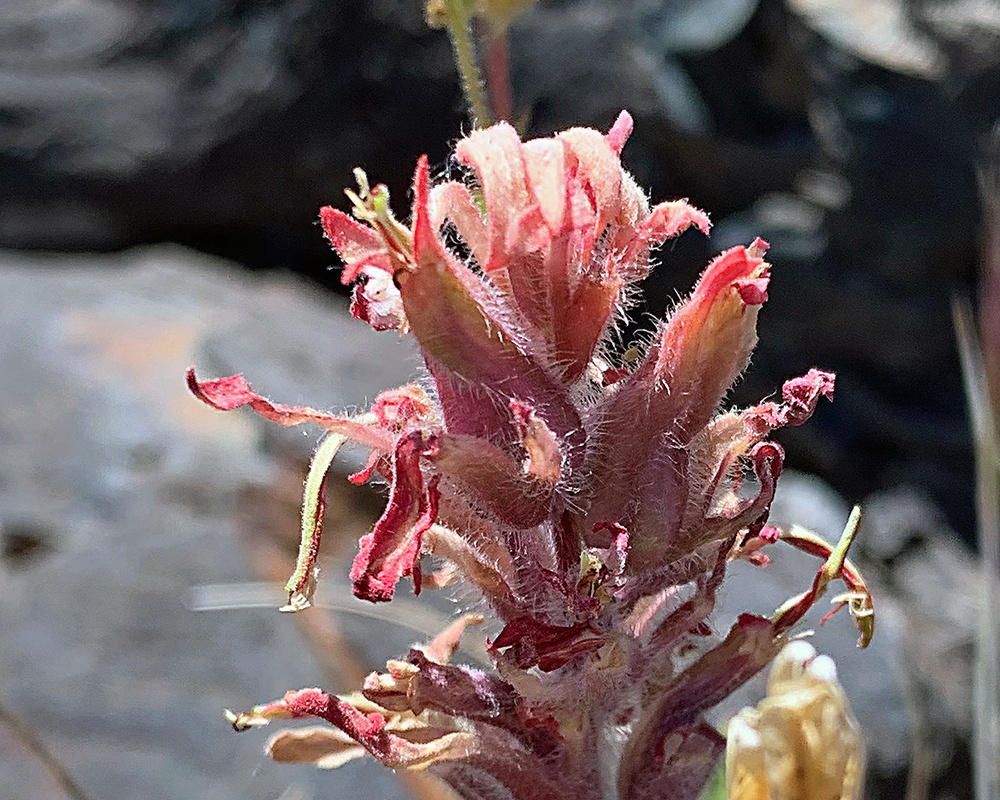 Castilleja flower in Craters of the Moon