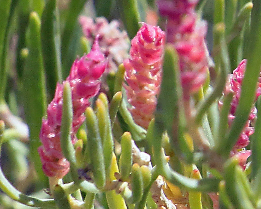 A wildflower near Juntura Hot Spring