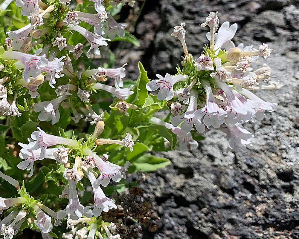 Penstemon flowers of white color at Craters of the Moon