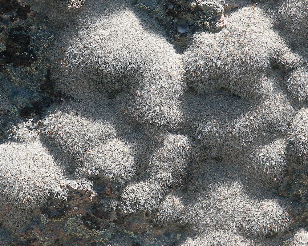 Moss and lichen near Juntura Hot Spring