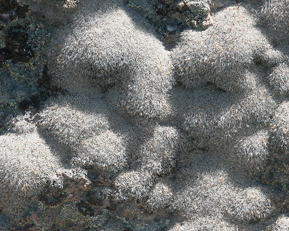 Moss and lichen near Juntura Hot Spring