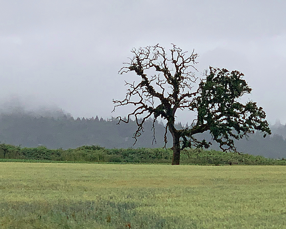 Oregon Landscape near Jefferson