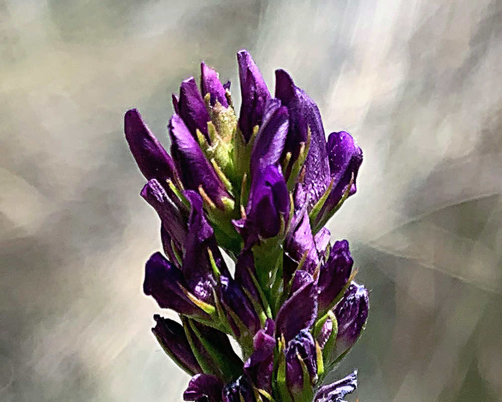 A wildflower near Juntura Hot Spring
