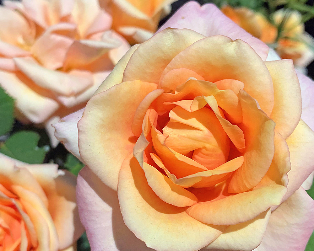 Close up image of rose with apricot colors in the center and pink blush at the extreme outer petals