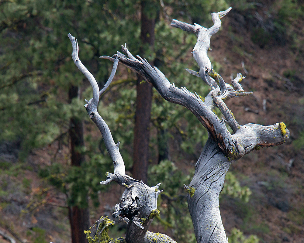 A scene in the Newberry Volcanic Park south of Bend in Oregon