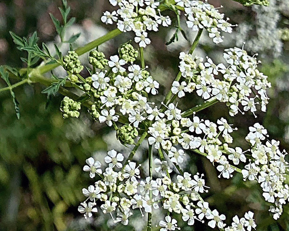 Moss and lichen near Juntura Hot Spring