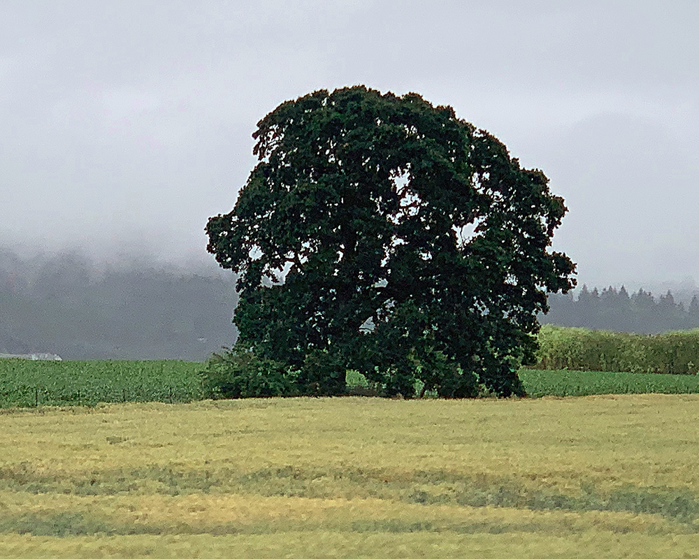 Oregon Landscape near Jefferson