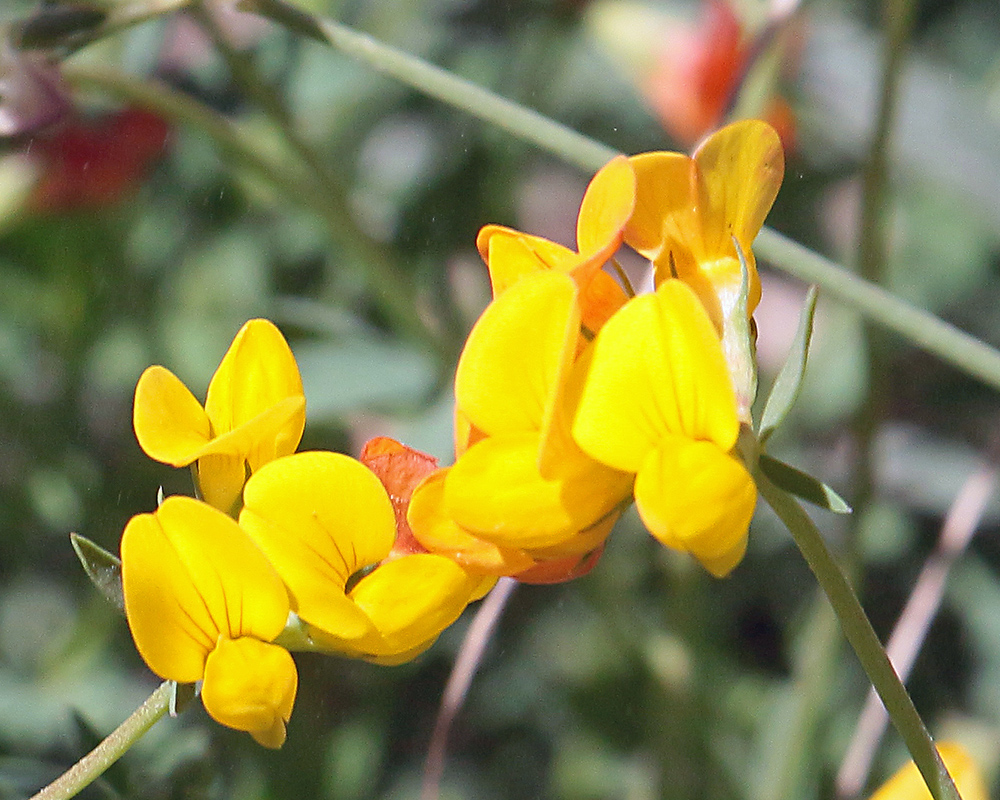 A wildflower near Juntura Hot Spring