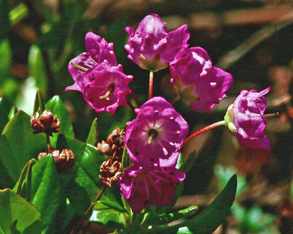 Alpine Laurel or Bog Laurel 