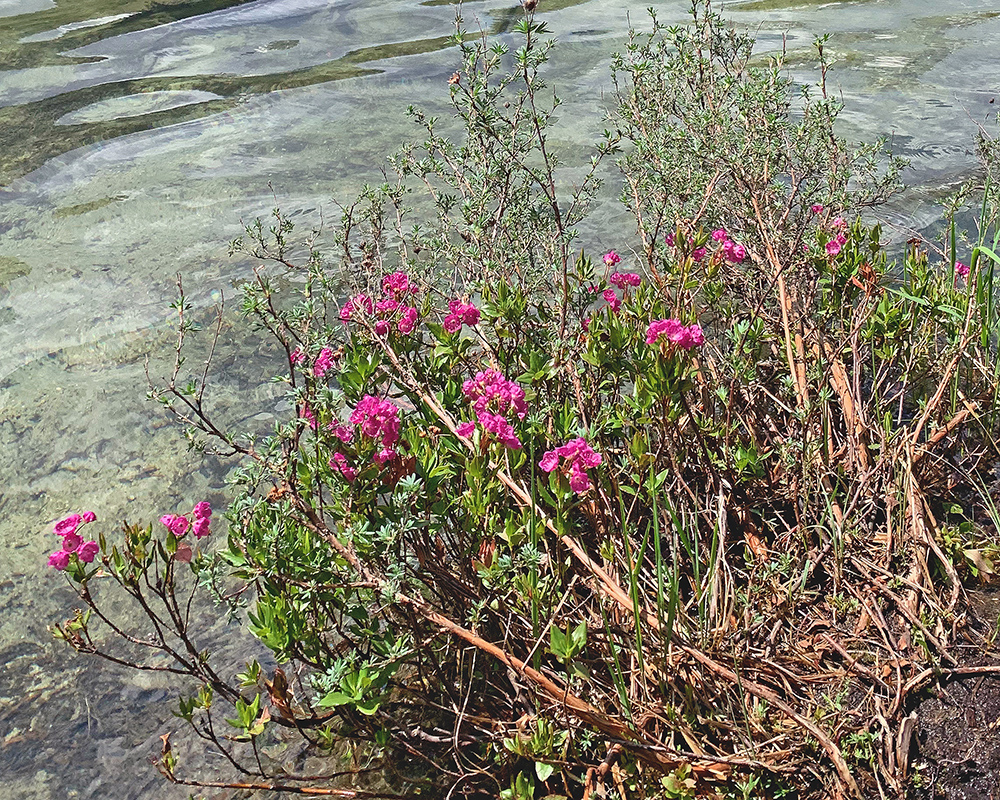 Alpine bog laurel StringLake 