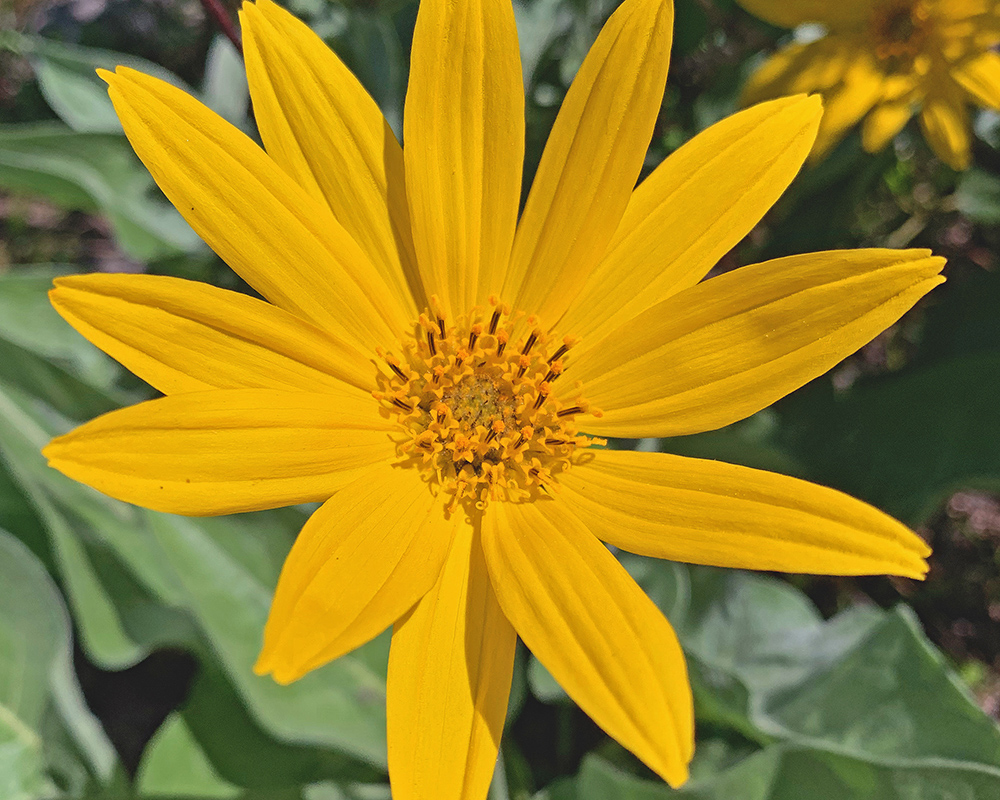 Arnica cordifolia or Balsamorhiza sagittata 