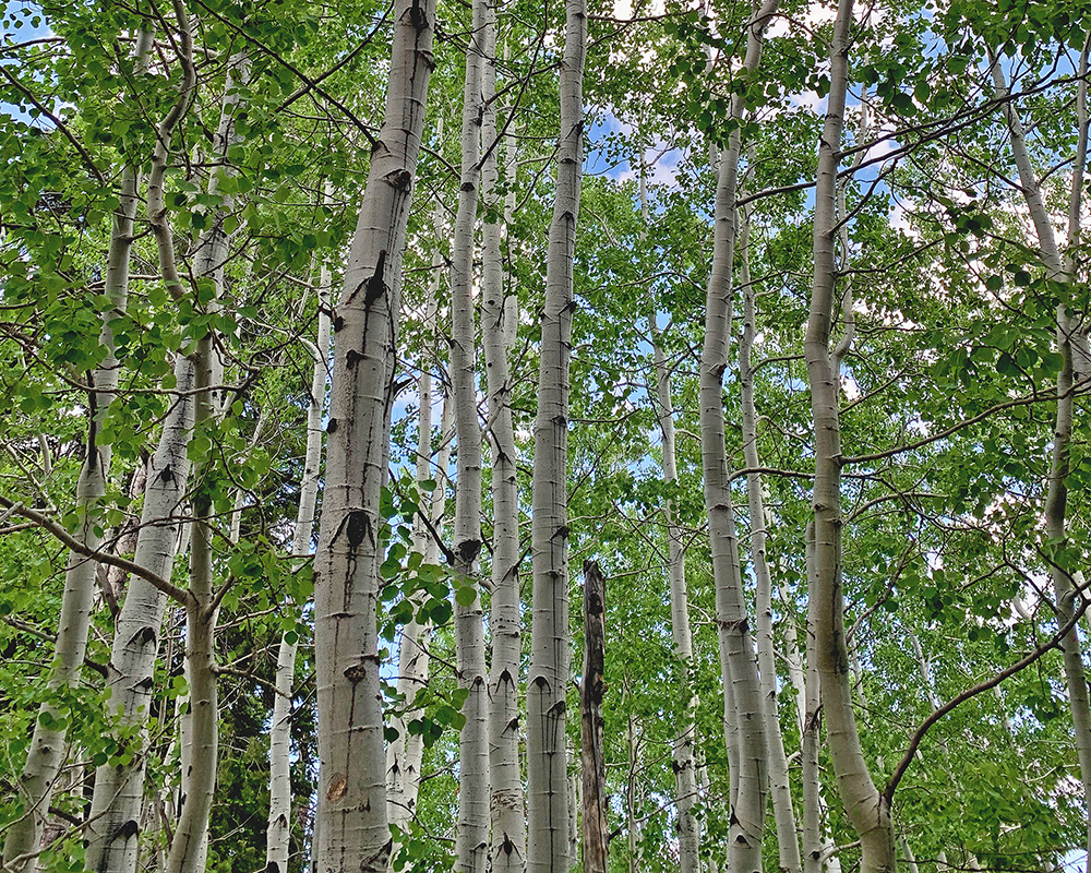 Aspen grove south Jenny Lake 