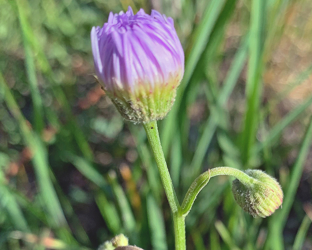 Aster or Fleabane 