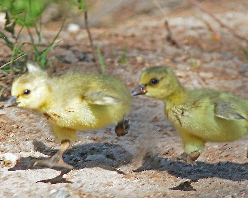 Baby Geese 