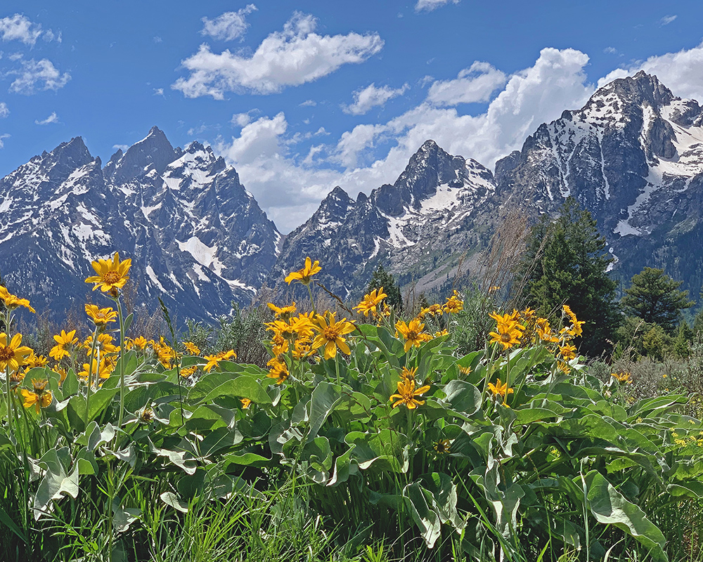 Balsamroot and Grand Teton 