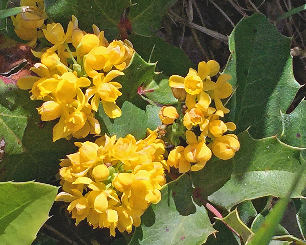 Berberis repens 