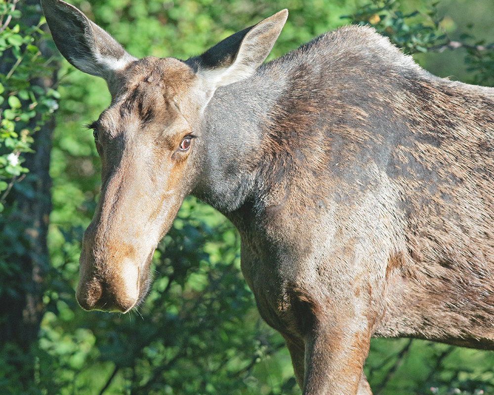 Bright sunlight on Moose 