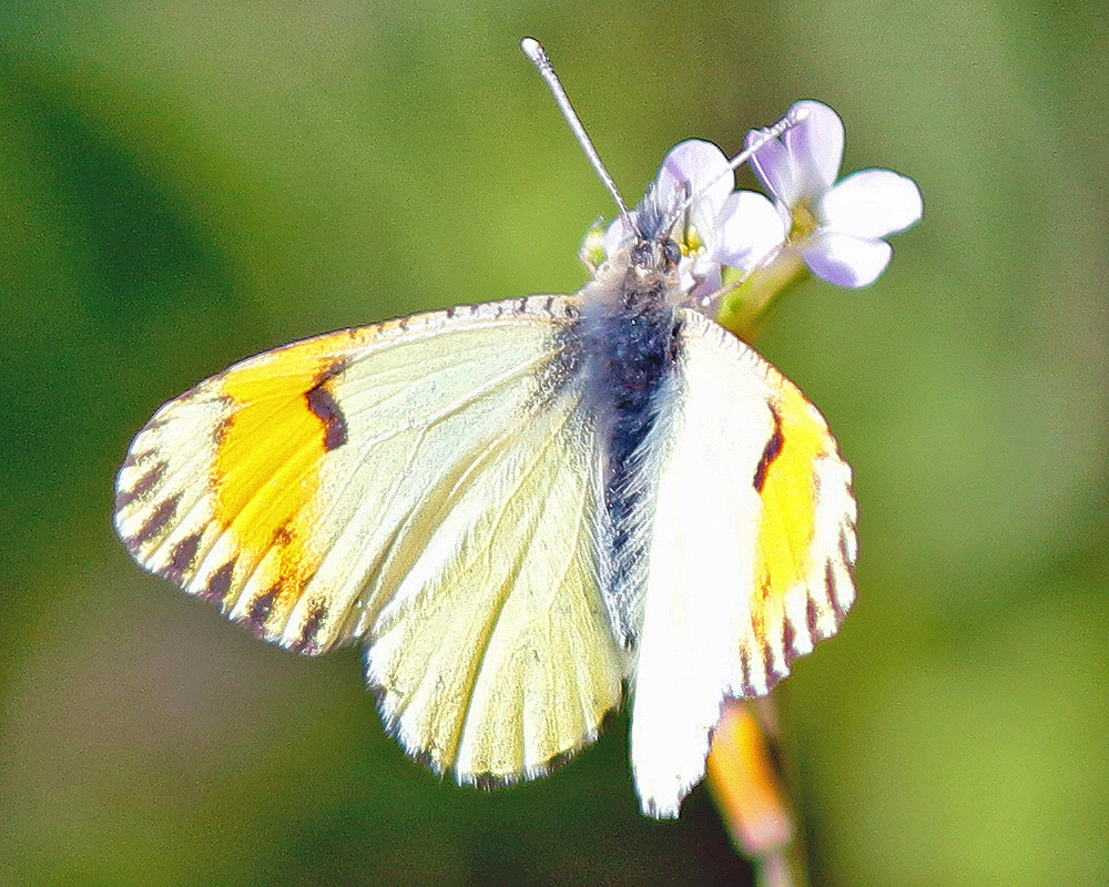 Butterfly on Maiden Blue-eyed Mary 