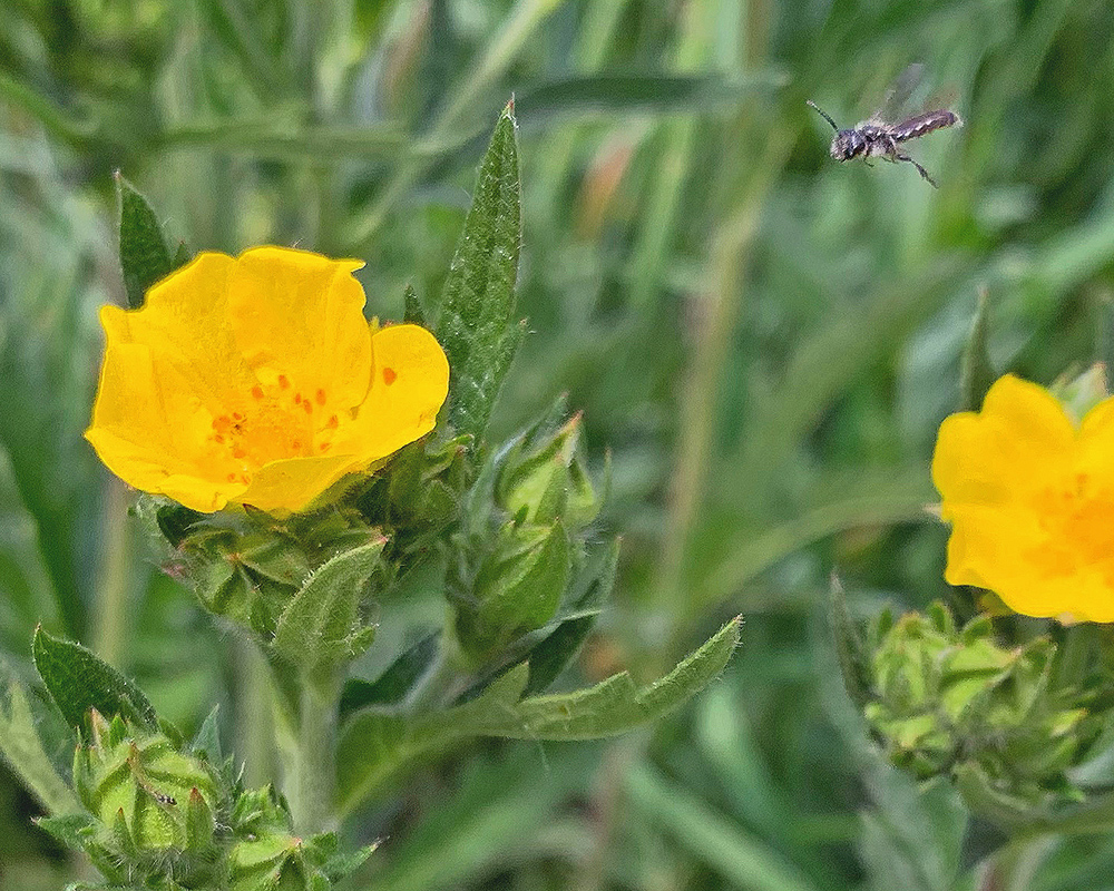 Cinquefoil along Snake River 