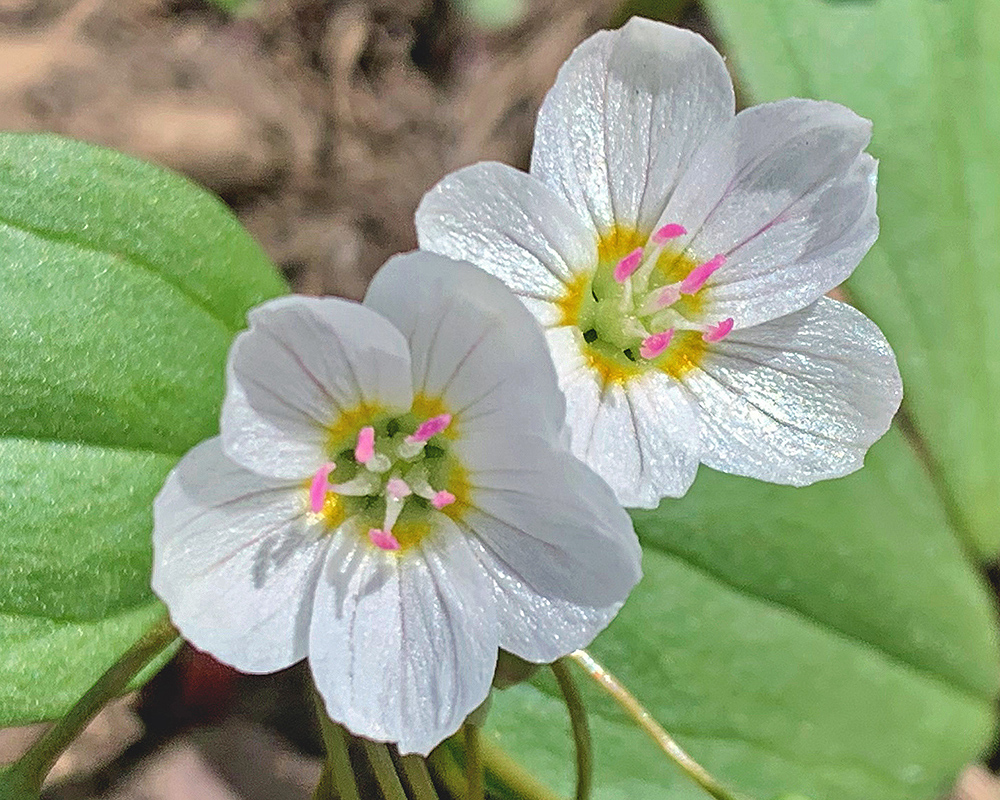 Claytonia lanceolata Western Spring Beauty 