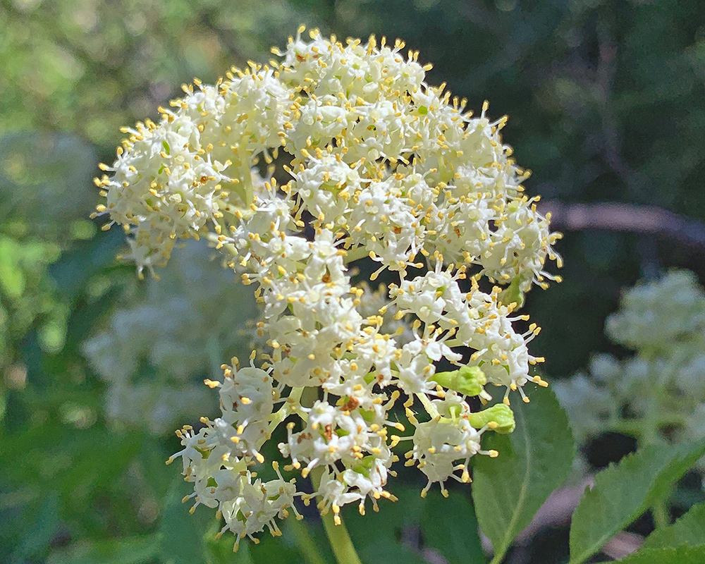 Common Elder Sambucus nigra 