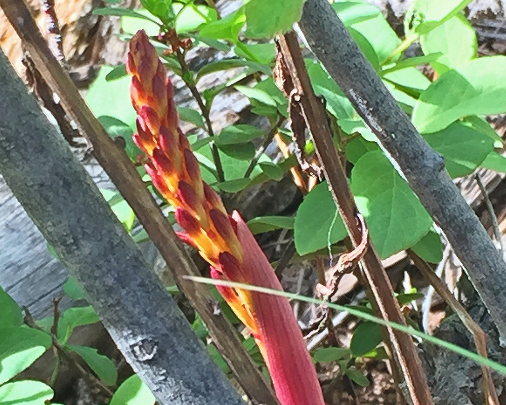 Coralroot 