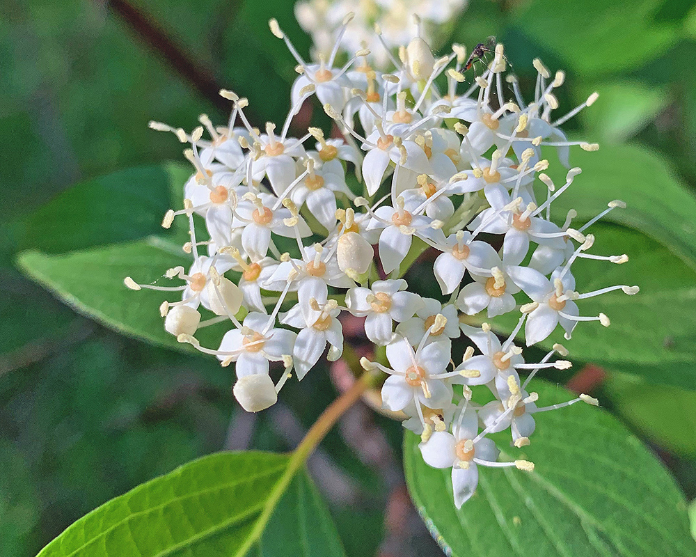 Cornus sericea 